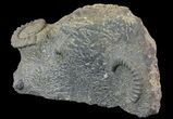 Anetoceras Ammonites With Phacops Trilobite Heads #67719-1